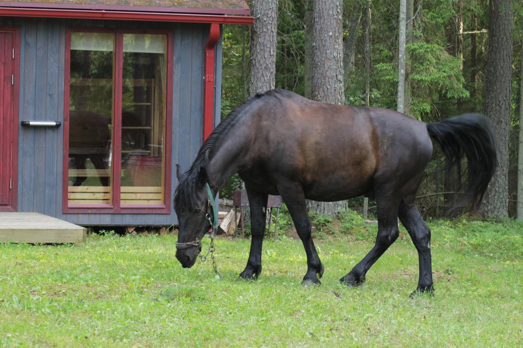 Kempings Ozolkalns Cēsis Exteriör bild